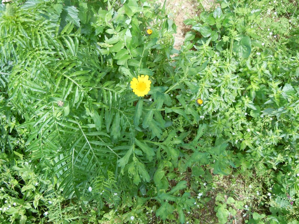 Glebionis segetum / Crisantemo campestre